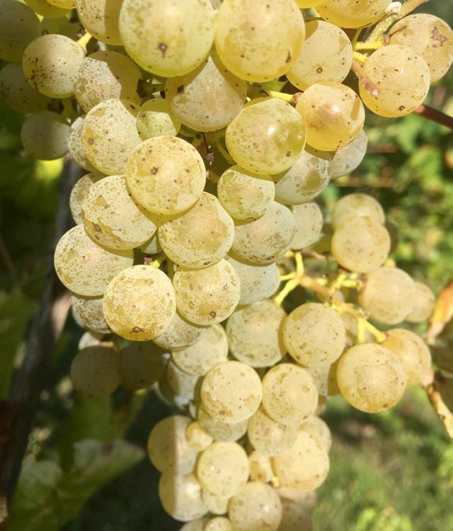 Uvas albariño lagar de pedregales